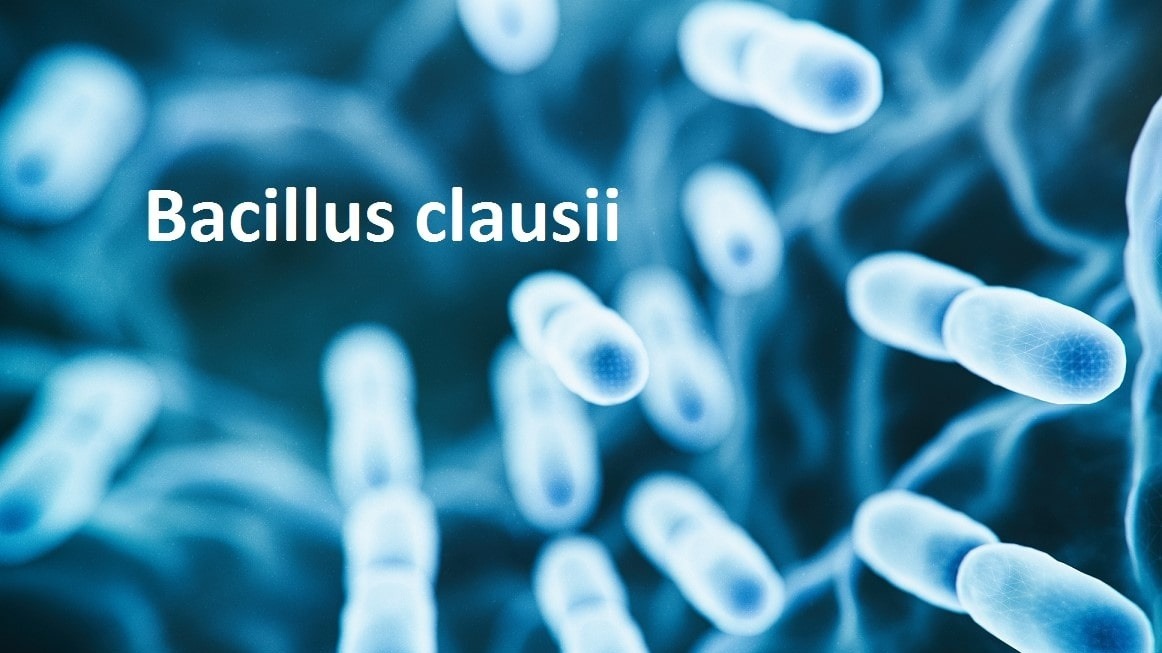 Bacillus clausii là lợi khuẩn xuất hiện trong một số chế phẩm sinh học dùng cho hô hấp