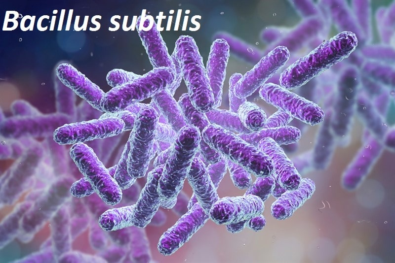 Bacillus Subtilis là một loại vi khuẩn gram dương thuộc nhóm vi khuẩn có lợi