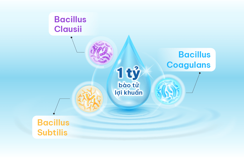 Các chủng bào tử lợi khuẩn Bacillus có tác dụng đối với hệ hô hấp, giảm triệu chứng cảm cúm