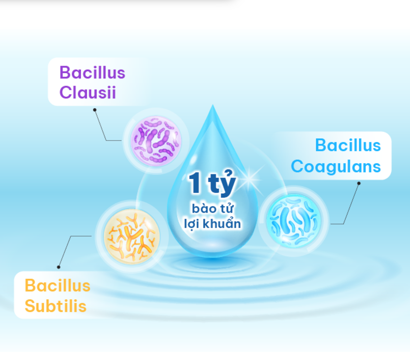 Bacillus là các bào tử lợi khuẩn có lợi cho sức khỏe con người