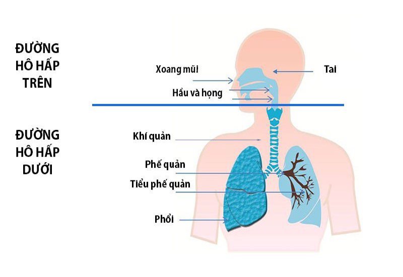 Hệ hô hấp đảm nhận nhiều chức năng quan trọng, duy trì sự sống của con người