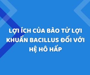 Những lợi ích bất ngờ của bào tử lợi khuẩn Bacillus đối với hệ hô hấp