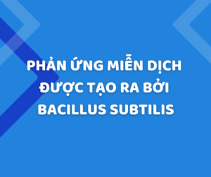 Phản ứng miễn dịch được tạo ra bởi Bacillus Subtilis